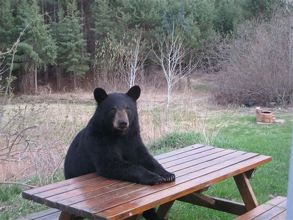 Bear at Picnic Table